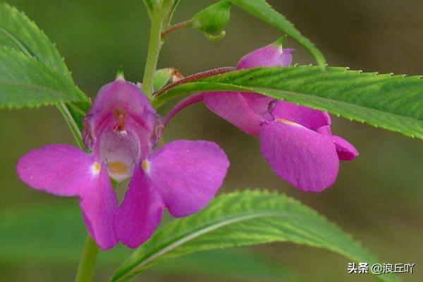 非洲凤仙病害:凤仙花花茎软是怎么回事？