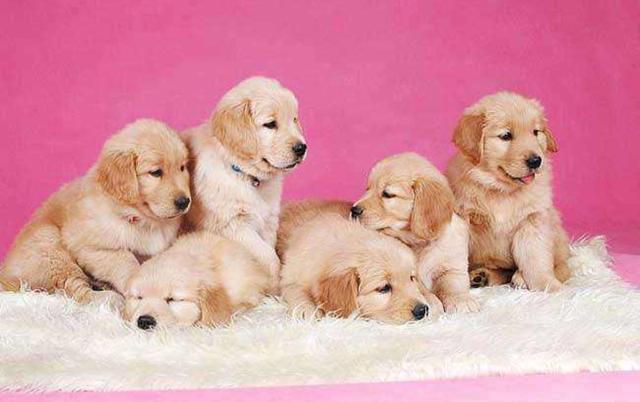 4个月金毛犬图片大全:4个月的金毛可以学习什么了？