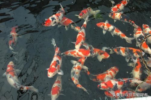 锦鲤图片:锦鲤图片求好运九张图 锦鲤和锦鲫有什么区别，对比图片？