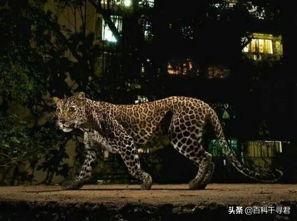 一条反刍的狗内容:羊的正常体温、脉搏、呼吸和反刍次数各是多少？如何测定？