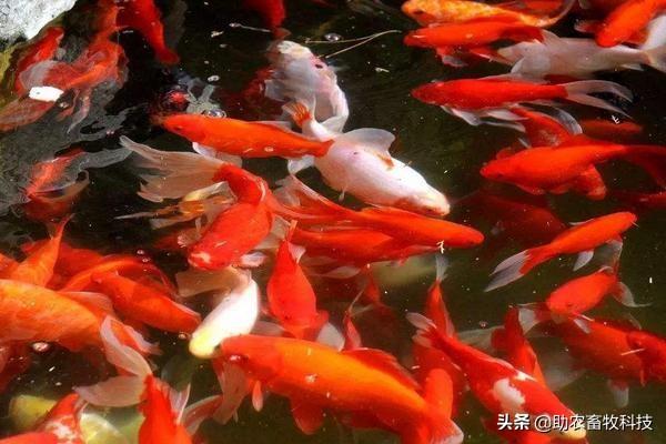 日本锦鲤鱼的饲养方法:锦鲤养殖的方法与技巧有什么，锦鲤养殖前景和利润如何？