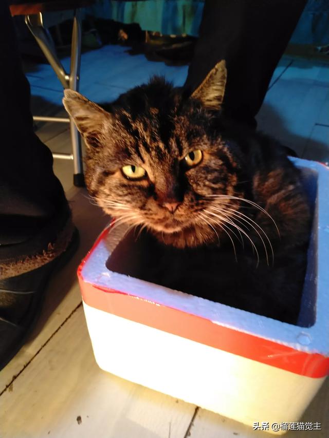 外国评价中国狸花猫:你见过最漂亮的狸花猫是什么样子的？