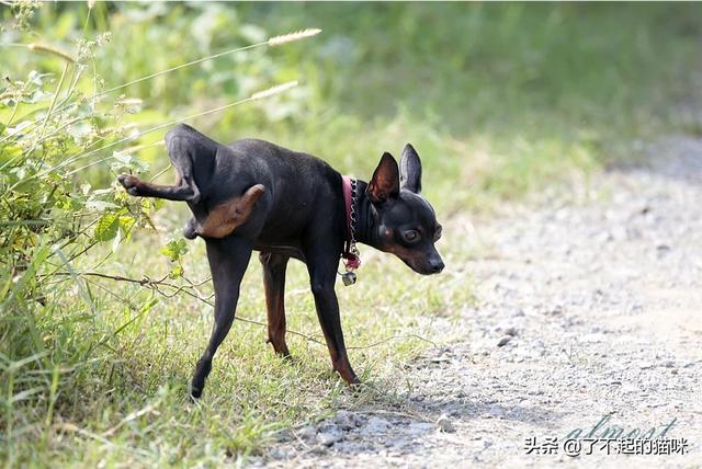 狗狗社区:面对小区流浪狗有什么好的解决方法或者方案？