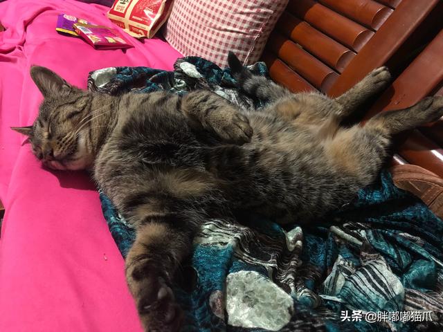 俗话说猫有九条命蚂蚁庄园:猫从多少楼跳下去会摔死？