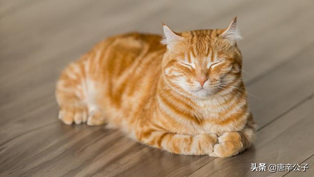 家猫多久能适应新主人:一岁半的猫咪今天刚来家里，怎么让它快速适应？ 成年猫一般多久可以适应新主人