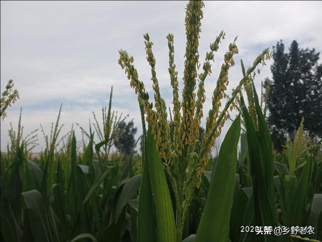 秋田蕗种植条件:东北大米有哪些比较出名种类？