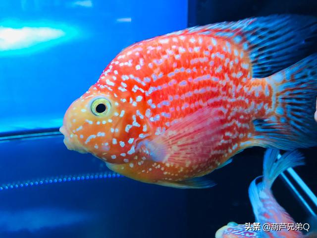 宠物与我:讲一讲你和自家宠物的故事，有哪些让你难忘的？为什么？ 宠物与我小说