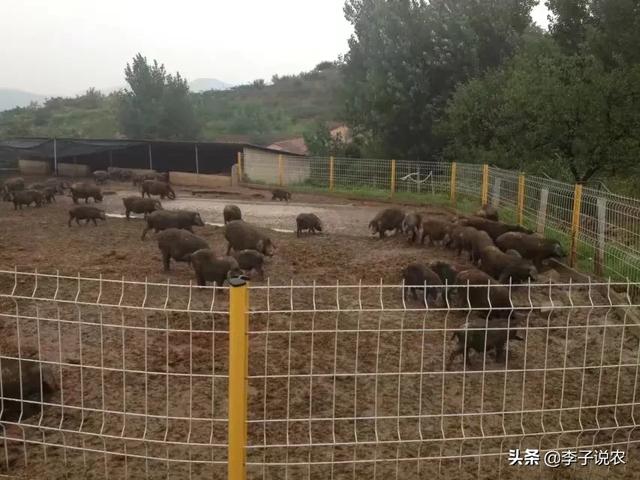 定西地震惊现狗坚强:有哪些曾造成恐慌的犯人？