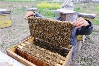 贵州红色吸蜜鹦鹉:春节想自驾去南方旅游，云南，贵州，广西三省哪个更适合？