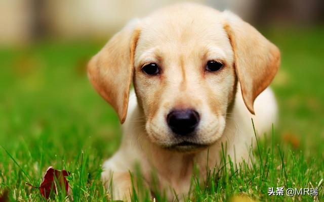犬冠状病毒病症状图片:犬冠状病毒治疗图片 狗狗得了犬冠状病毒怎么处理？有什么症状？