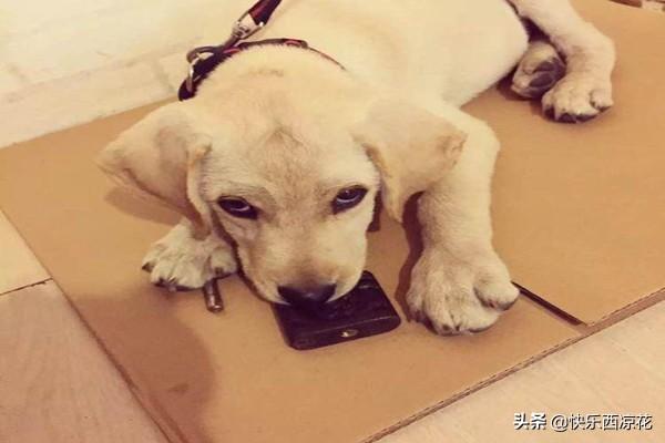 拉布拉多怎么训练狗狗大小便:怎样训练狗狗到外面拉尿？