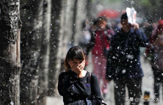 又到了杨柳絮漫天飞的季节可杨柳絮中会存在新冠肺炎病毒吗