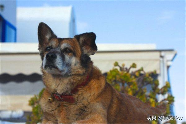 美国猫市长巡逻惨遭恶狗袭击:云南两保安暴打金毛，狗主人付诸法律是否能够得到赔偿？