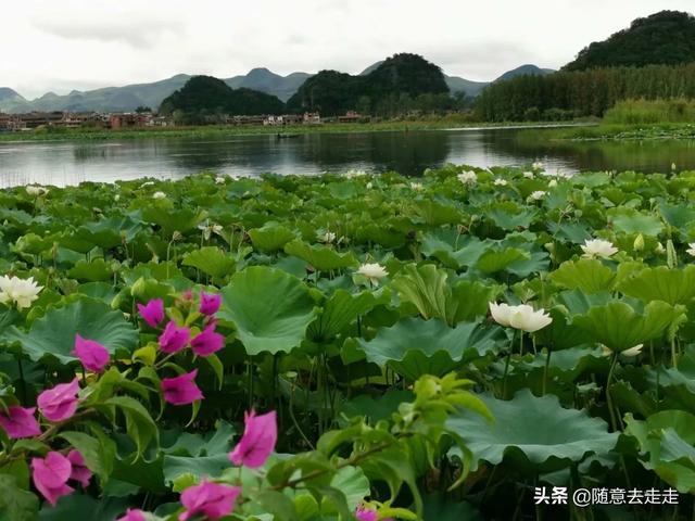 普者黑和泸沽湖哪一个更值得去呢