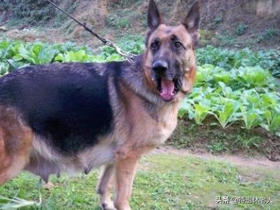 男子被牧羊犬袭击:怎样制止德牧的咬人行为？