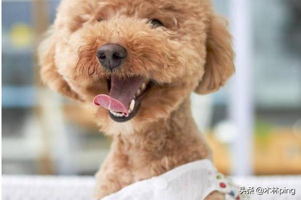 最好养的中小型犬排名:柯基、比熊、泰迪，哪个比较聪明好养呢？