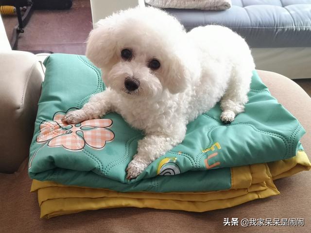 比熊狗粮对泪痕好:2个月的比熊吃什么狗粮好？