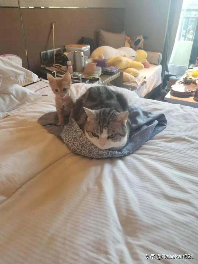 美短猫:第一次养猫，养美短还是橘猫？