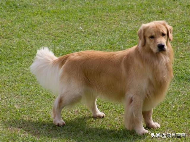 德国牧羊犬阿托斯:德牧，阿拉斯加，金毛都适合新手养吗？