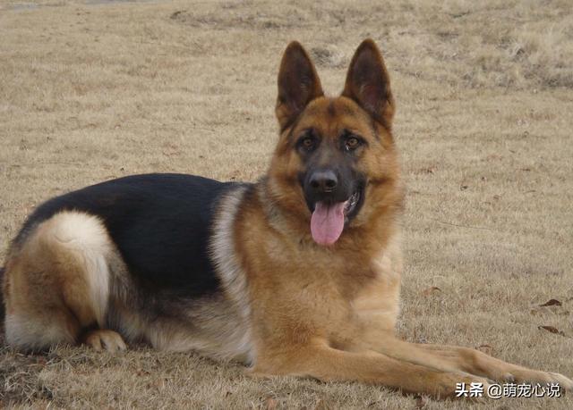 德牧犬能家养吗:为什么说德国牧羊犬最适合家养？