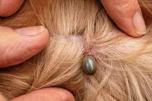 宠物寄生虫性皮肤病测试题:如何判断柯基有没有寄生虫呢？