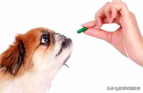 贝卫多犬用驱虫药:五个月狗以前没做过驱虫，现在开始补做应该多久一次？