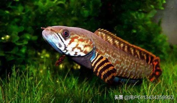 雷龙鱼吃g2:我的雷龙鱼苗8公分左右，可不可以只喂红虫？