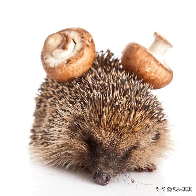 宠物饲养法:如何饲养一只刺猬做宠物？