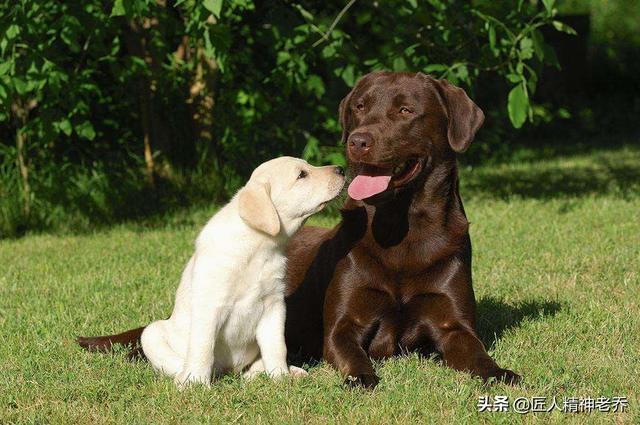小时候拉布拉多犬性格:拉布拉多公狗几岁才能不打架？