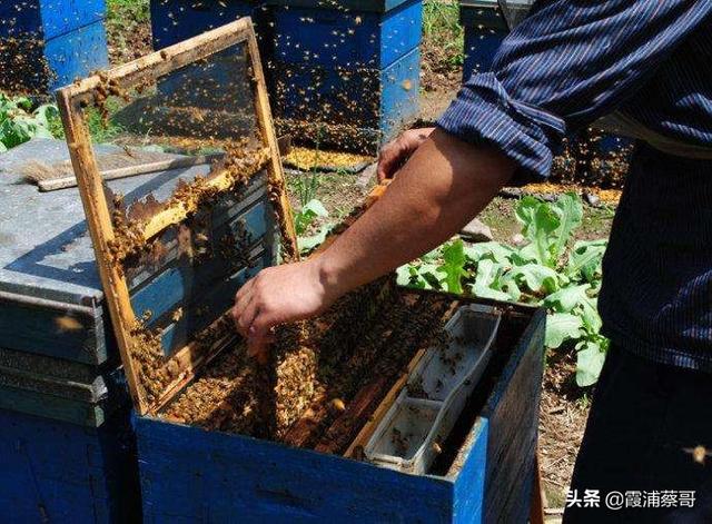 你还知道哪些有关蜜蜂的知识:养蜜蜂一年四季在管理上要注意些什么？