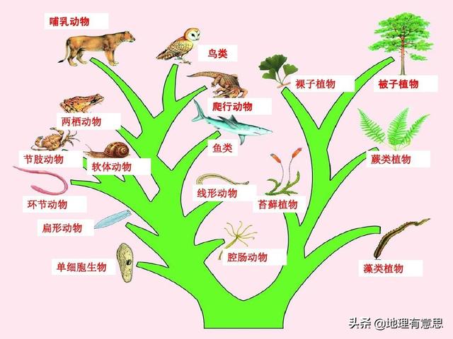 麻雀是谁:我们最熟悉的动物之一麻雀它的起源史到底是什么