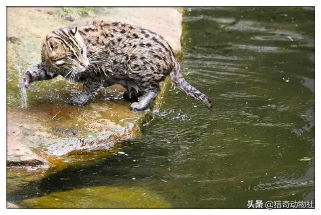 豹猫图片猫照片:丛林猫和豹猫在自然界中是什么关系？