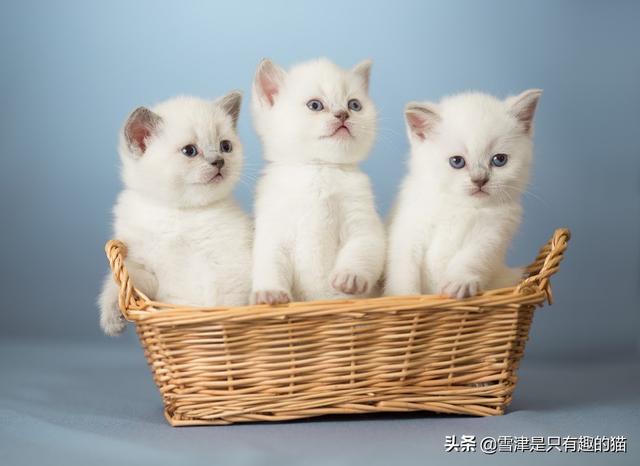 宠物小猫咪:想要养一只小猫咪？需要准备什么东西？