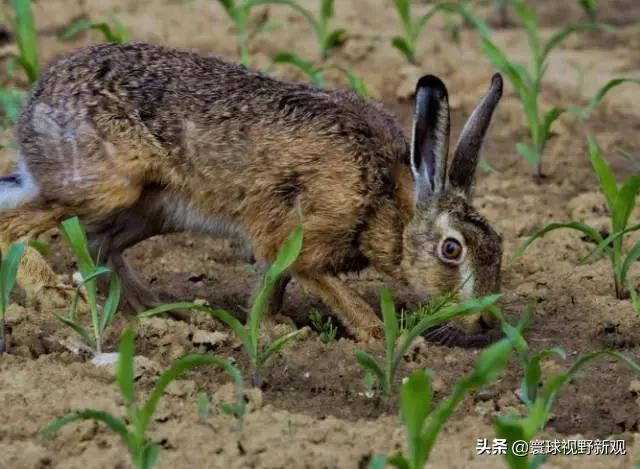 十只兔子诡异在哪，澳大利亚为什么会野兔成灾