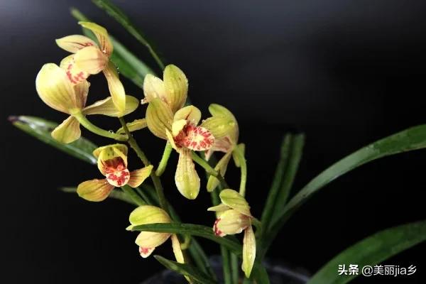 建兰花:室内建兰种下去两年了没来过花求解？