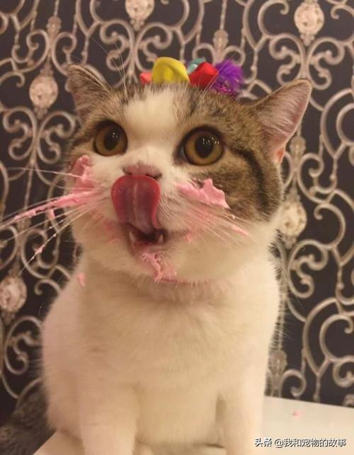 瓜皮猫视频:瓜皮猫图片 拍摄猫咪视频的背景音乐怎么做好？
