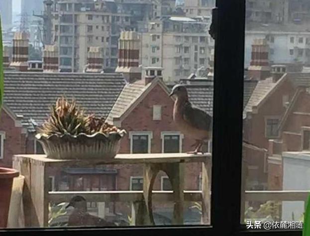 小鸽子图片大全大图:家里的窗户外飞来鸽子做窝，能不能去喂？如何照顾它们？