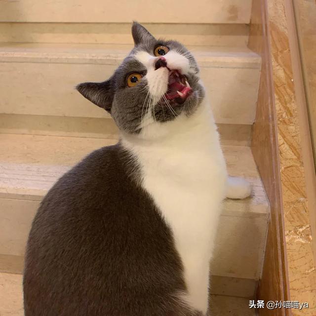 头条问答 猫咪长大了不爱叫是什么原因 12个回答