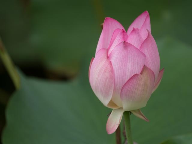 得罪了生肖兔会有哪些严重后果？