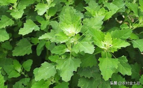 农村有一种野菜叫灰灰菜,你吃过吗？