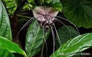 眼镜蛇瓶子草属:世界上最恐怖的植物是什么？