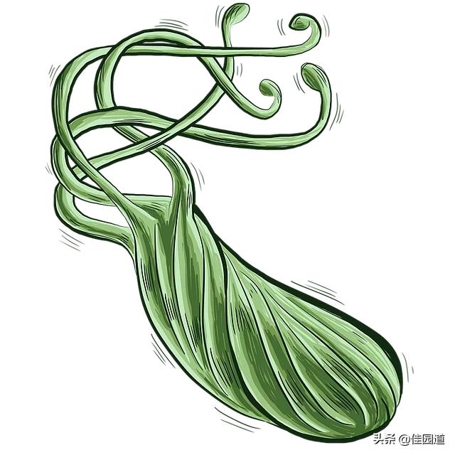幽门螺旋杆菌的天敌是什么？