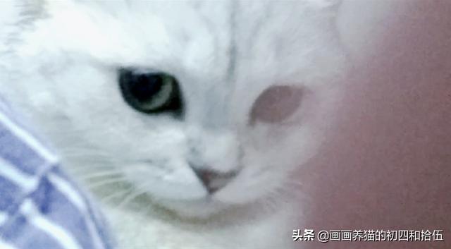 小猫一直打喷嚏其他都好:小猫打喷嚏，不是猫鼻支，想买些人用的滴鼻药，有什么推荐吗？