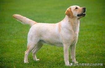 美国可卡是猎犬吗:养两只狗狗和一只狗狗的差别？