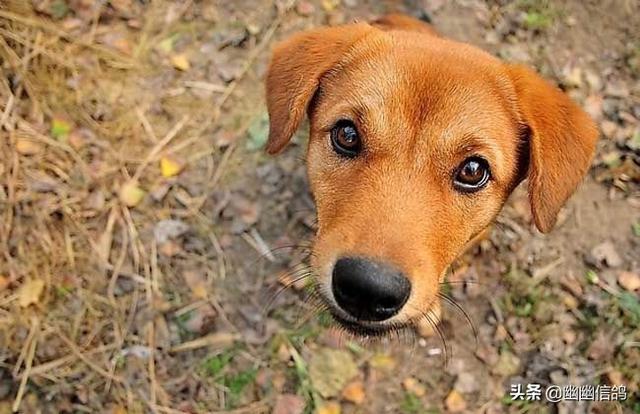 狗狗健康成长100问:我刚刚抱养一只土狗，需要注意什么？怎样让狗狗健康成长？