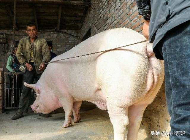 一般按照现在外三元猪的料肉比,200-250斤的全程料肉比大约2.8左右.