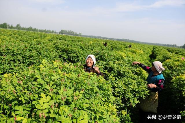 甲氨基阿维菌素:甲维盐对玫瑰幼花蕾有什么危害？