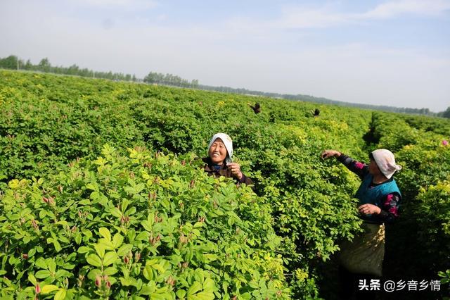 乙酰氨基阿维菌素:乙酰氨基阿维菌素是什么药 阿维菌素可不可以和杀菌剂混用？