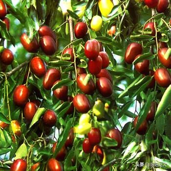 枣子树为什么一边有枣子一边没有枣子