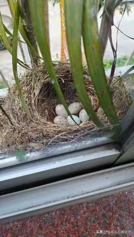 古董手镯图片,这镯子是啥种的，能值多少钱？